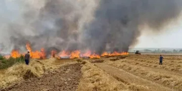 Buğday ekili alan yangında zarar gördü