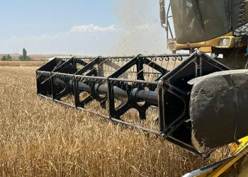 Başkent’te arpa hasadı başladı