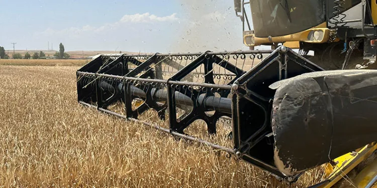 Başkent’te arpa hasadı başladı