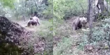 Ayıya amca diye sesleniyor