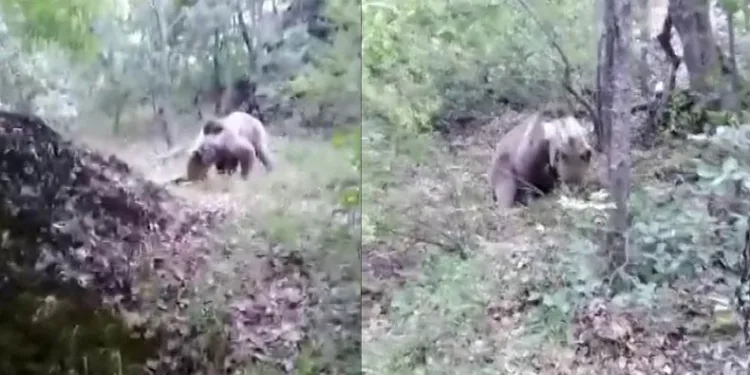 Ayıya amca diye sesleniyor