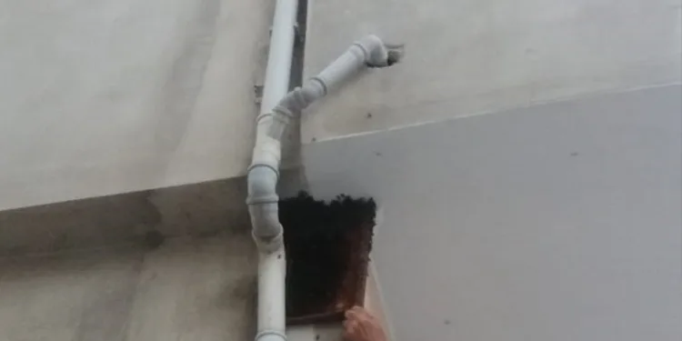 Binlerce arı firar etti