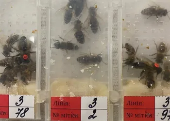 Bin 230 adet canlı arı ele geçirildi