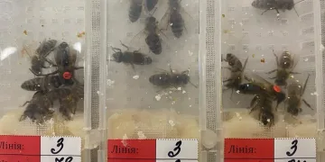 Bin 230 adet canlı arı ele geçirildi