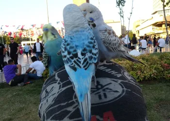 3 muhabbet kuşuyla ilgi odağı oldu