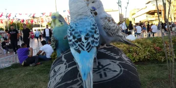 3 muhabbet kuşuyla ilgi odağı oldu