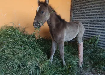 Kırık ayağıyla terk edilen tay tedavi altına alındı