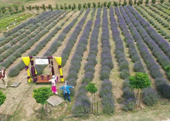 Tıbbi aromatik bahçe doğaseverleri ağırlıyor