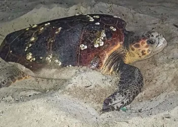 Caretta Caretta yuvaları için bir önlem daha
