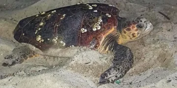 Caretta Caretta yuvaları için bir önlem daha
