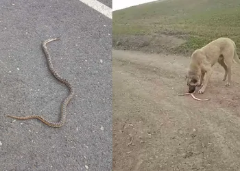 Ağrı’da yılanlar paniğe neden oldu