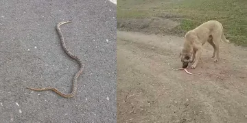 Ağrı’da yılanlar paniğe neden oldu