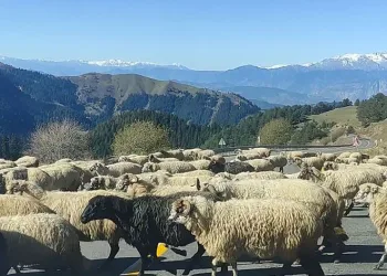 Koyun sürüsü karayolunu trafiğe kapattı