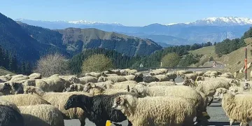Koyun sürüsü karayolunu trafiğe kapattı