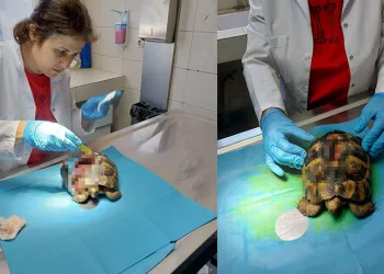 Kabuğu kırılan kaplumbağanın tedavisi yapıldı