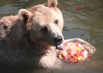 Zoopark’ta buzlu meyve keyfi