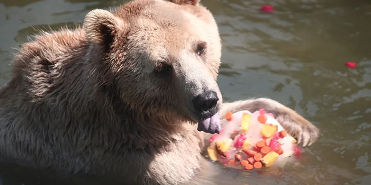 Zoopark’ta buzlu meyve keyfi