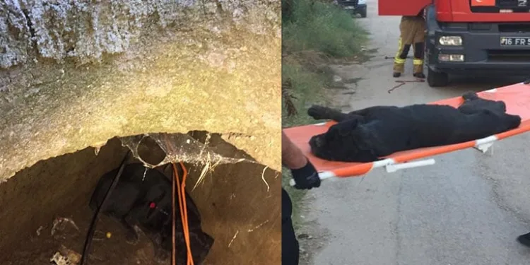 1 saatlik çalışma sonucu kuyudan kurtarıldı