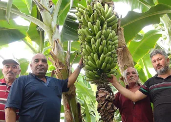 Afrika sıcaklarında muz hasadı yapıldı