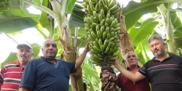 Afrika sıcaklarında muz hasadı yapıldı