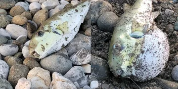 Oltalara Balon balığı takılıyor