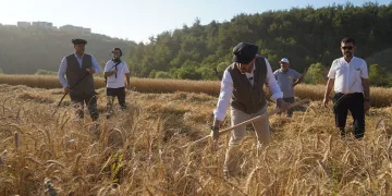 Türkiye’nin en ucuz ekmeği için hasat yapıldı