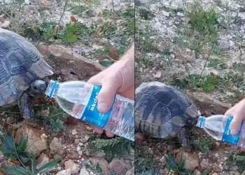 Sıcaktan bunalan kaplumbağaya elleriyle su içirdi