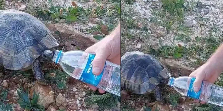 Sıcaktan bunalan kaplumbağaya elleriyle su içirdi