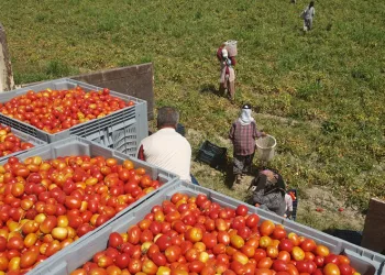 Efeler’in domateslerin hasat ediliyor