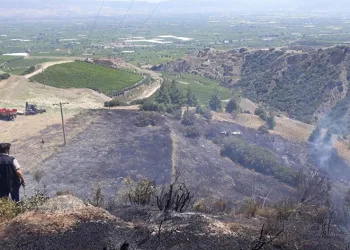 Manisa’da anız yangını makilik alana sıçradı