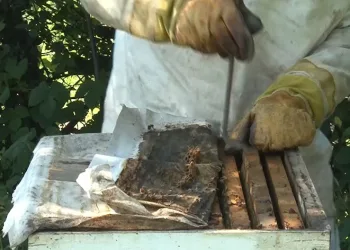 Bal üretiminde dünyada ikinci sıradayız