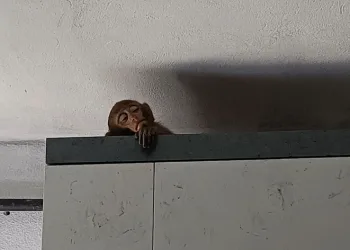 Bursa’da evinin mutfağına maymun girdi