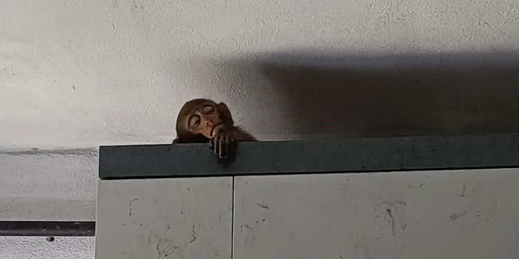 Bursa’da evinin mutfağına maymun girdi