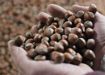 Bayram sonrası fındık fiyatı yükselişe geçti