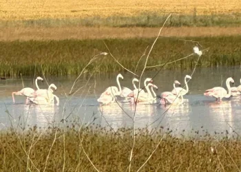 Çorum’da ilk kez flamingo görüldü
