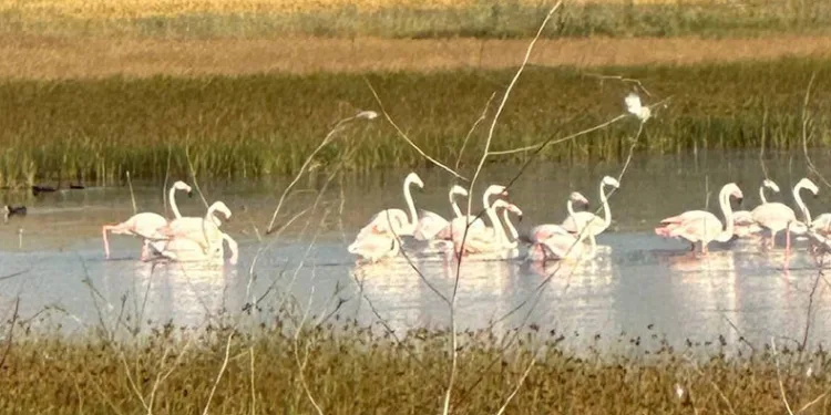 Çorum’da ilk kez flamingo görüldü