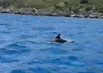 Marmaris sularında yunuslar tekneler ile yüzdü