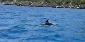 Marmaris sularında yunuslar tekneler ile yüzdü