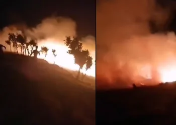 Fıstık bahçesinde çıktı ormanlık alana sıçradı