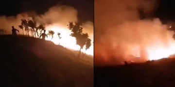 Fıstık bahçesinde çıktı ormanlık alana sıçradı