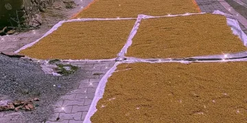 Malatya’da kışlık bulgur mesaisi başladı