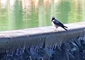 Karganın sesini duyan bir daha dinledi