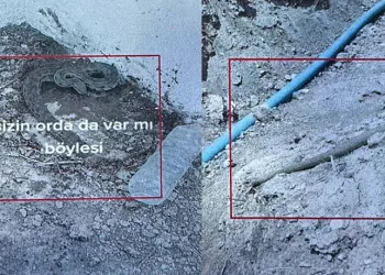 Yakalayıp videosunu paylaşıyordu, ceza yedi