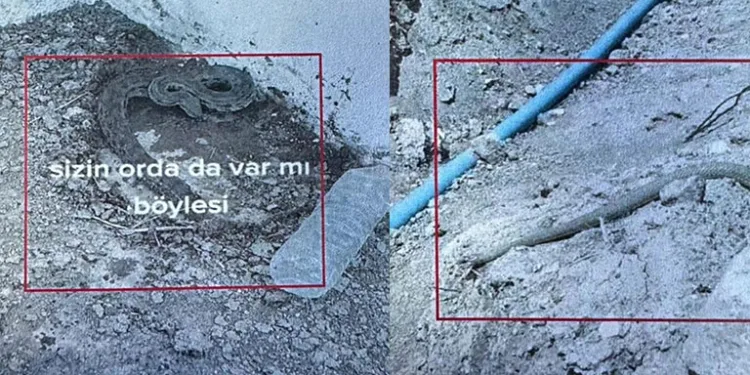 Yakalayıp videosunu paylaşıyordu, ceza yedi