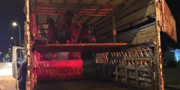 Koyun yüklü kamyonette yangın çıktı