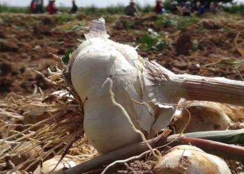 Rusya ve Almanya’ya organik antibiyotik
