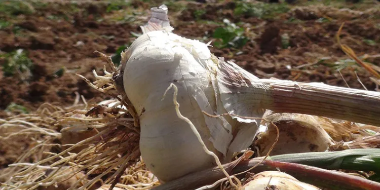 Rusya ve Almanya’ya organik antibiyotik