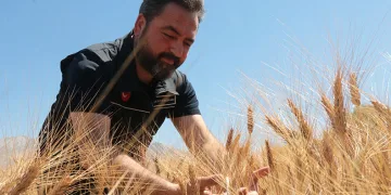 Halk ekmeği bedava verilecek
