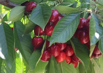 Kiraz alım sorunu çözüldü, hasat tekrar başladı