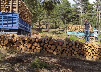 Tomruk taşıyan kamyon devrildi